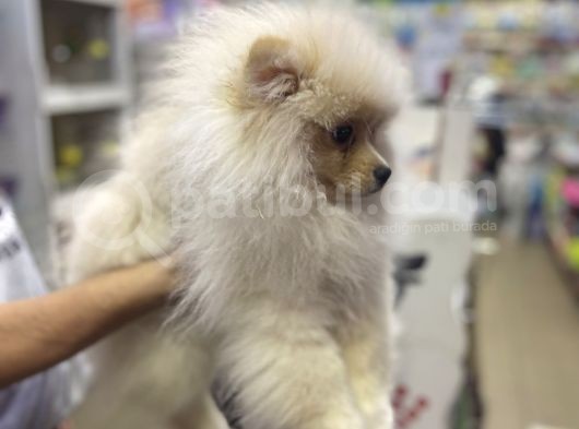 Show Kalite Pomerian Boo